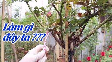 Mẹo Xử Lý Tận Gốc Rệp Vảy Ốc Trên Hoa Hồng - Tiêu Diệt Rệp Vảy Ốc Cứng Đầu