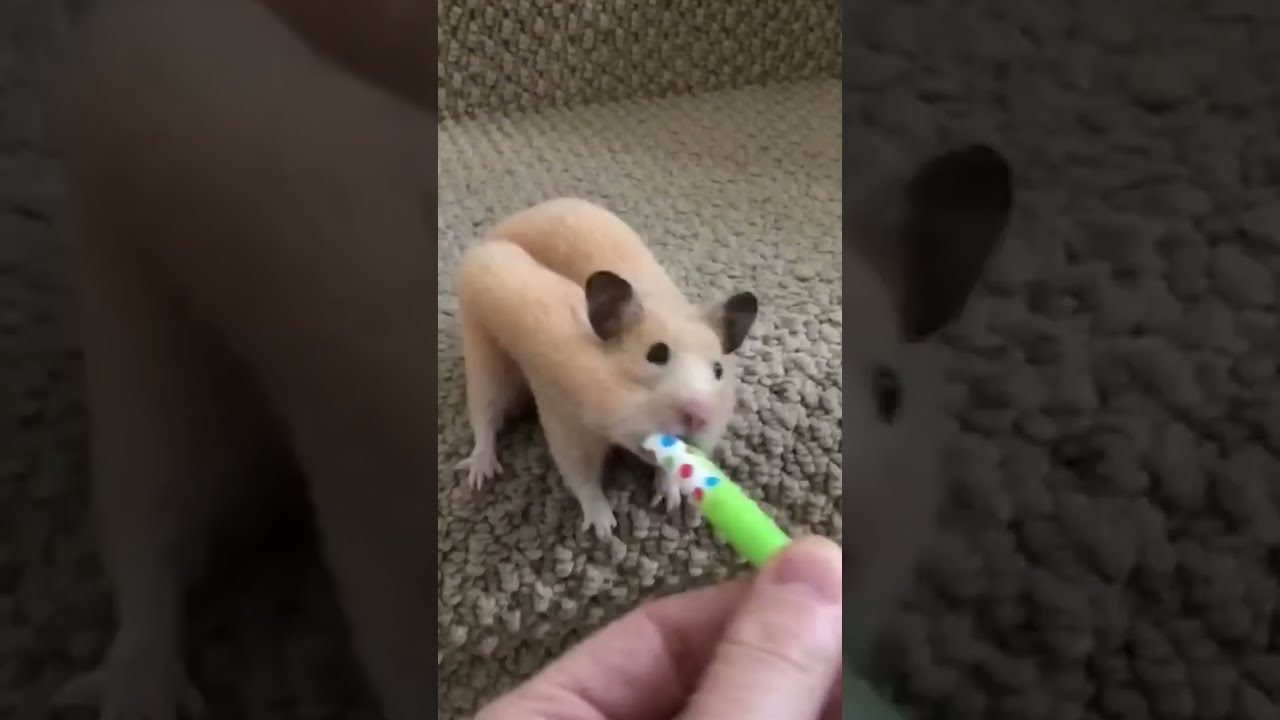 How Do Hamsters This 