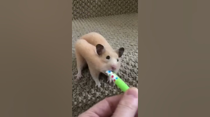 How do Hamsters do this? 🤯