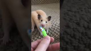 How do Hamsters do this?