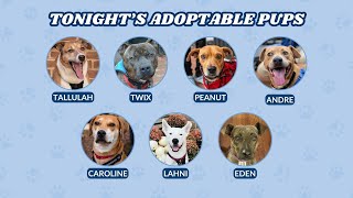 Virtual Dog Adoption Event