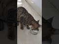 #cat #funny #pets #memes #viralvideo #funnycatmemes #foryou #ytshorts #cute #storytime