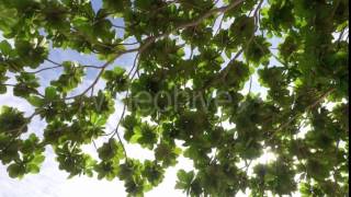 Sun Rays Breaks Through the the Leaves of a Tropical Tree