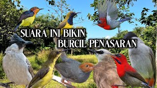 Suara Pikat Burung Kutilang Kombinasi Burcil Terbaru | Suara Ini Bikin Burcil Penasaran 😱