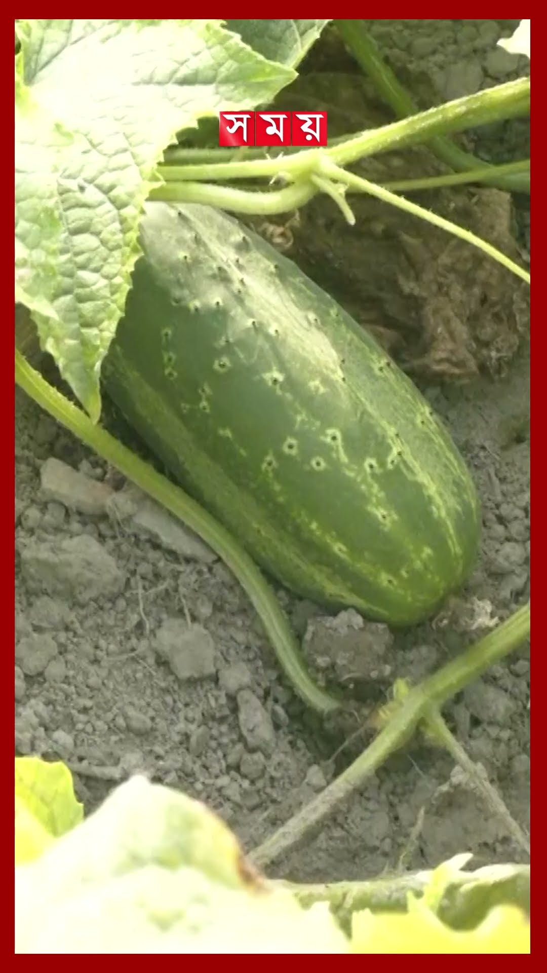 দফায় দফায় ক্ষতির মুখে ফেনীর কৃষকরা #feni #farmer #vegetableprice #vegetablemarket #shorts #somoytv