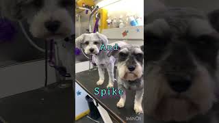 Schnauzers get a spa day  | Mobile Dog Grooming