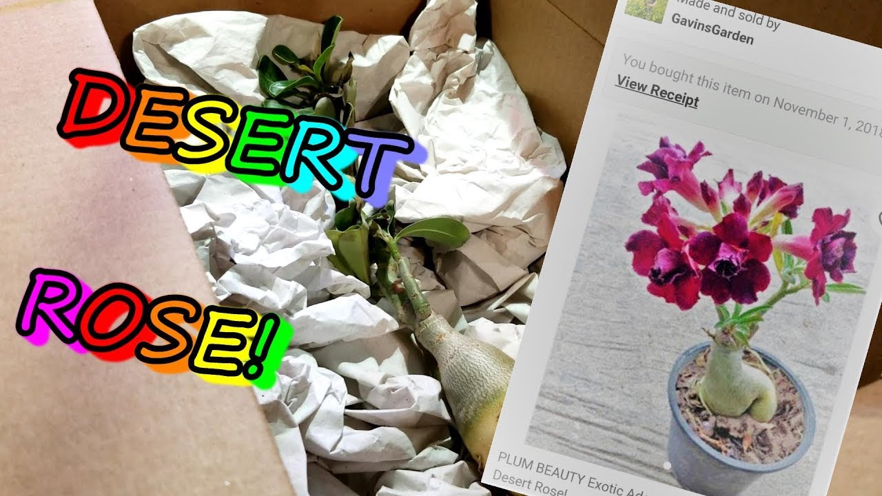 Plant in a Box - Set de 2 Adenium - Roses du désert - Pot ⌀12 cm