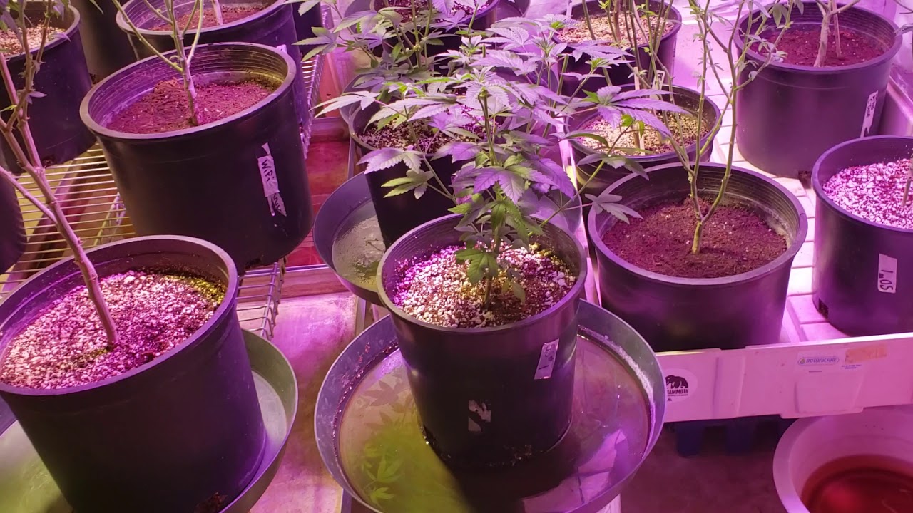 Side by side SK 600 & BLACK DOG 1000