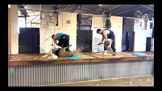 Our quickest shearing ever!