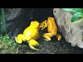 phyllobates terribilis fight for dominance
