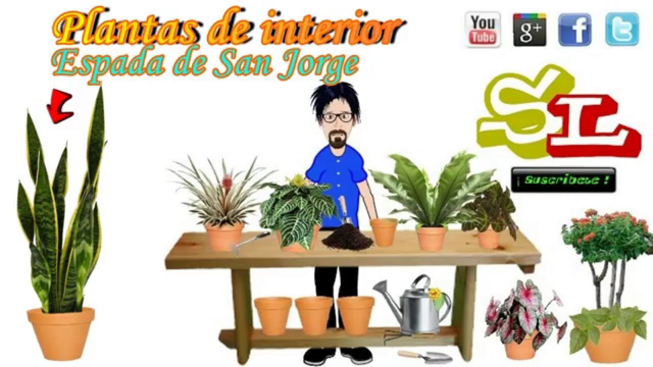 40 Tipos De Kalancohe Nombres Caractersticas Y Fotos