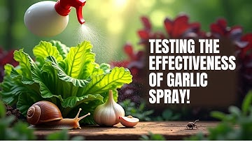 Using Garlic spray to stop slugs and snails - results of tests Ep 5/9 *Slug barrier tests*