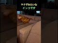ヤクザインコ