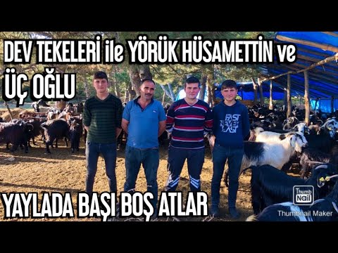 130 KİLOLUK TEKELERİ ile KARA KEÇİLİ YÖRÜK HÜSAMETTİN ve ÜÇ OĞLU’nun YAYLA YAŞANTISI