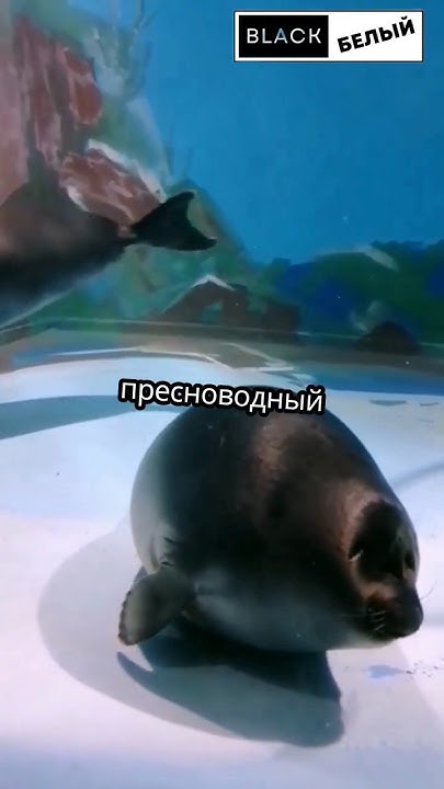 Самое редкое животное в мире? #милыеживотные #животные #рекомендации # ...