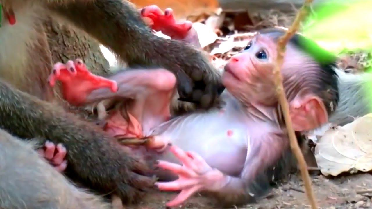 Congrats!! Adorable Wildlife Newborn Baby Monkey Moments!!