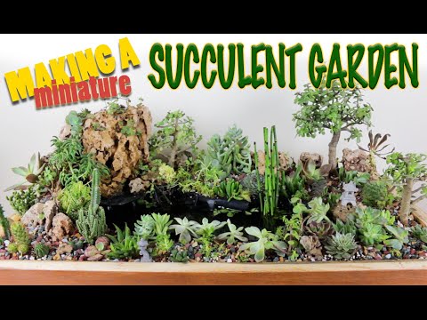 Video: Mereka Mini Taman Succulent: Cara Membuat Taman Fairy Dengan Succulents