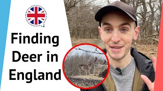 Tracking Wild Deer in England (Outside English Lesson) 4K