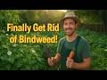 How I Finally Beat Bindweed — And You Can Too!