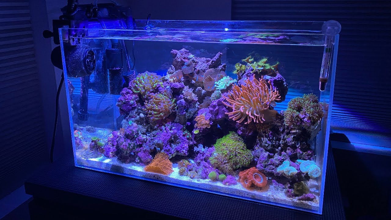 How To Clean A Nano Reef Tank - Quick and Easy!