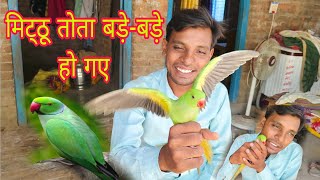 मिट्ठू तोता बड़े-बड़े हो गए #mittuparrot #dailyvlog #newvlog #viralvlog#lifestyle#rkactorvlog#vlogs