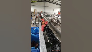 Automatic Feeding Dragon Fruit Sorting Machine Fruit Grading Machine by Weight