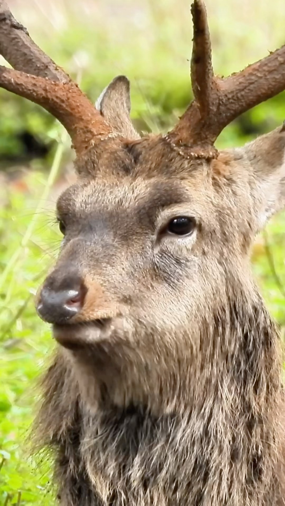 Majestic Deer