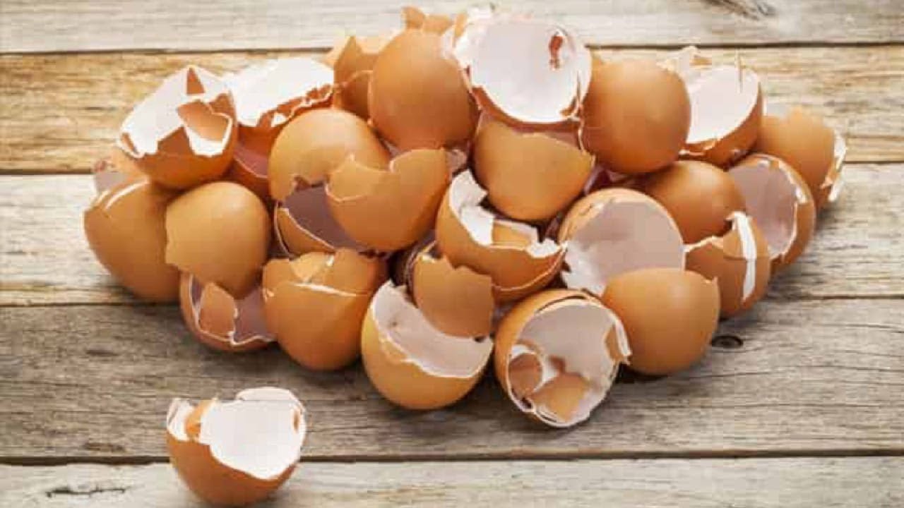 health insurance Surprising Reasons You should Eat Eggshells
