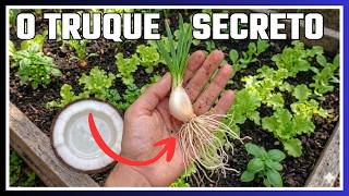 Eles Escondem Isso: O Truque Secreto Para Plantar Alho Do Zero Na Terra Çahq