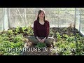 Greenhouse in February/ harvesting hardy greens