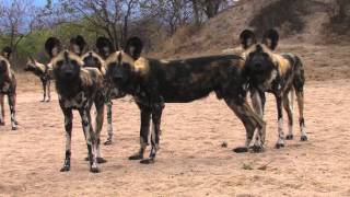 Sound of the African Bushveld, Wilddog  AFRICAN WILDLIFE