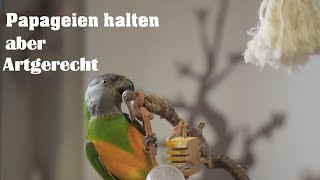 Papageien artgerecht halten, geht das ?