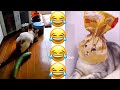 Funny Animals 2022 - The Best Funny Animal Videos for Watching in 2022 🤣😂