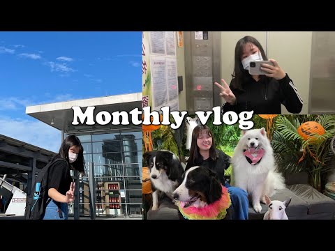 Nov.vlog |11月零碎的日常🧩終於吃到老爺爺泡芙、去了學校附近的寵物餐廳🍴領五倍券了!|蕭蕭 November vlog