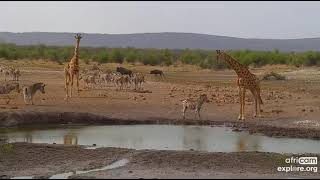 A Young Zebra And Giraffe Say Hello At Tau Waterhole In South Africa. Explore.org 102222