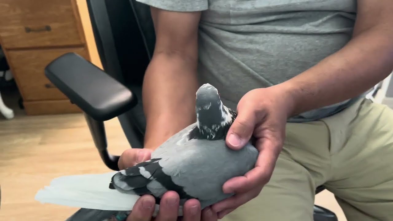 Got me some Kittel Pigeons.