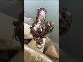 طريقه صيد السلطان البحر 