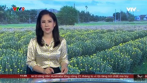 Hoa Cúc Đại Đóa Tết Ninh Hòa Khánh Hòa A NHÀN D 1M2 1M 85 60 40 Hàng Xuất Miền Nam Miền Tây