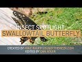 Swallowtail Butterfly - Insect Spotlight