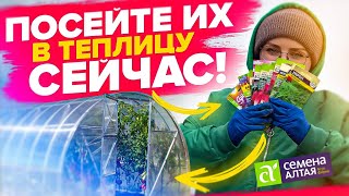 Что Посеять В Марте И Апреле В Теплице?