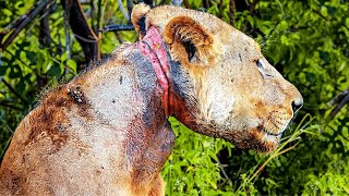 The Lion Got Stuck in a Trap for 3 Years, Years Later the Unexpected Happened