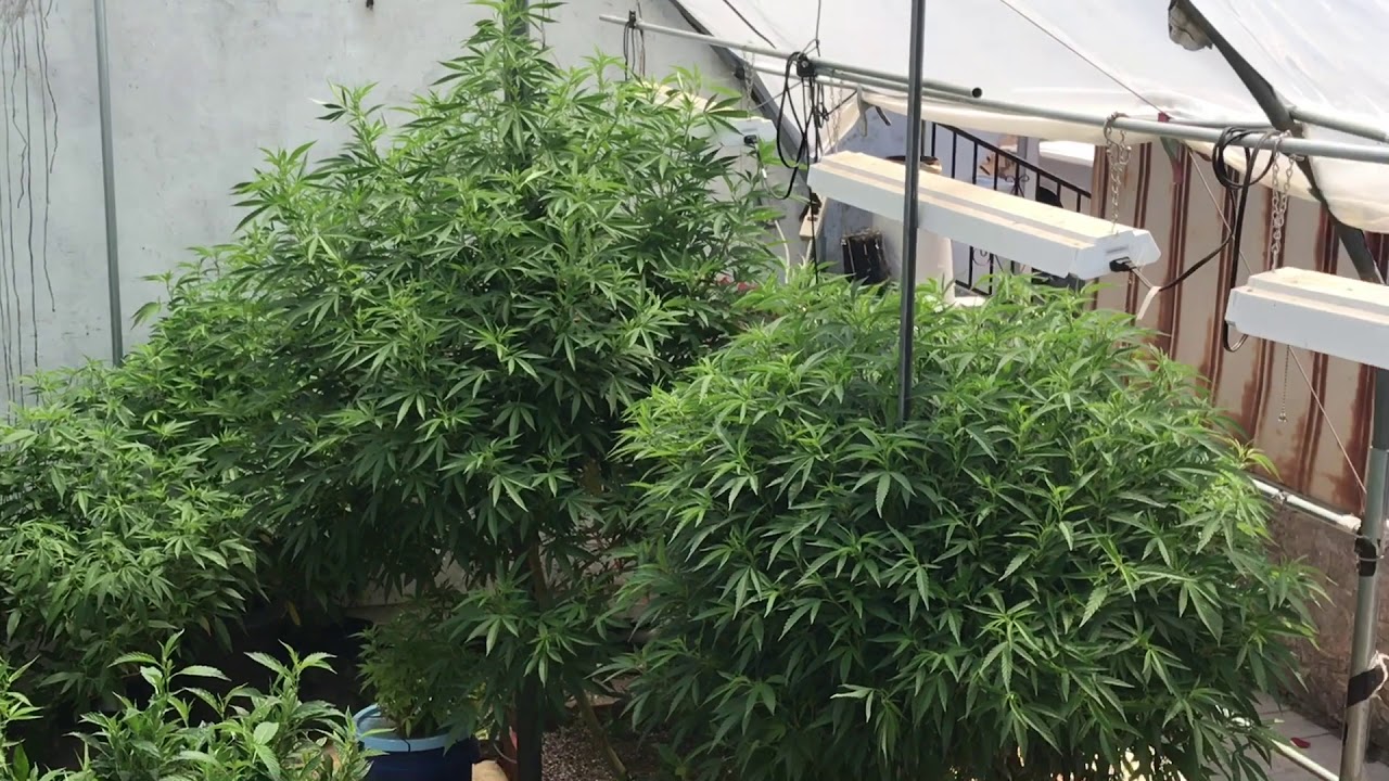 2020 outdoor grow massive growth