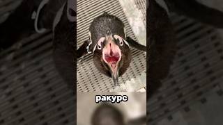 Странные ракурсы животных