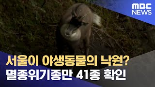 서울이 야생동물의 낙원? 멸종위기종만 41종 확인 (2022.10.18/뉴스데스크/MBC)