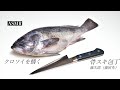 【ASMR】魚屋も使う包丁 骨スキ包丁でクロソイを捌く【藤次郎 藤寅作】【ソイのさばき方】【魚さばき】