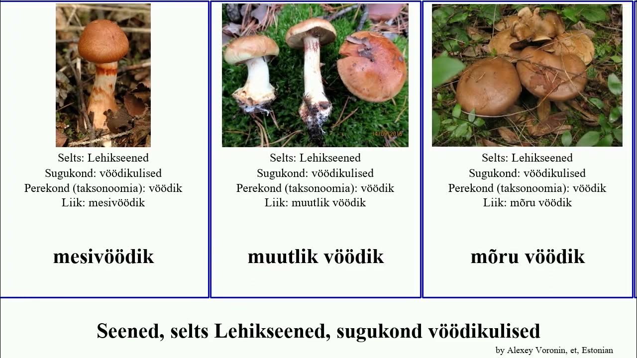 Katta eshak porno videolar Busty ayollar porno videolar