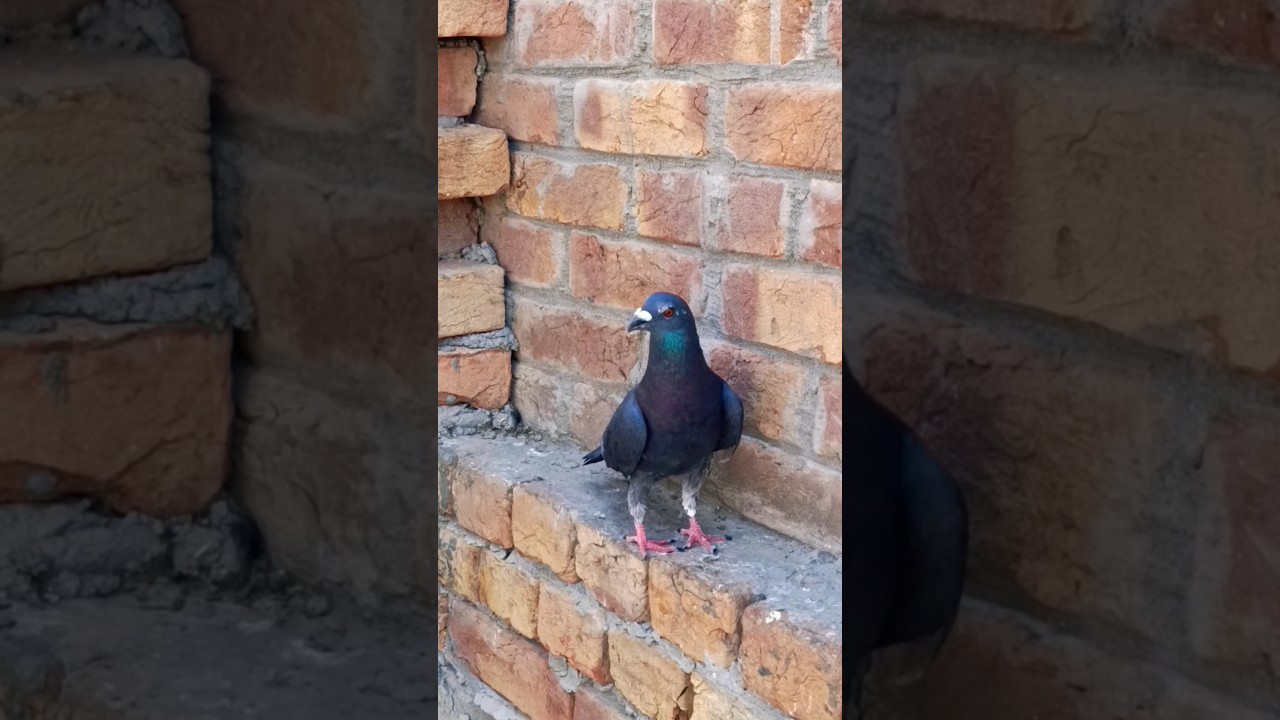 black qasid kabutar short video 🕊️😘 