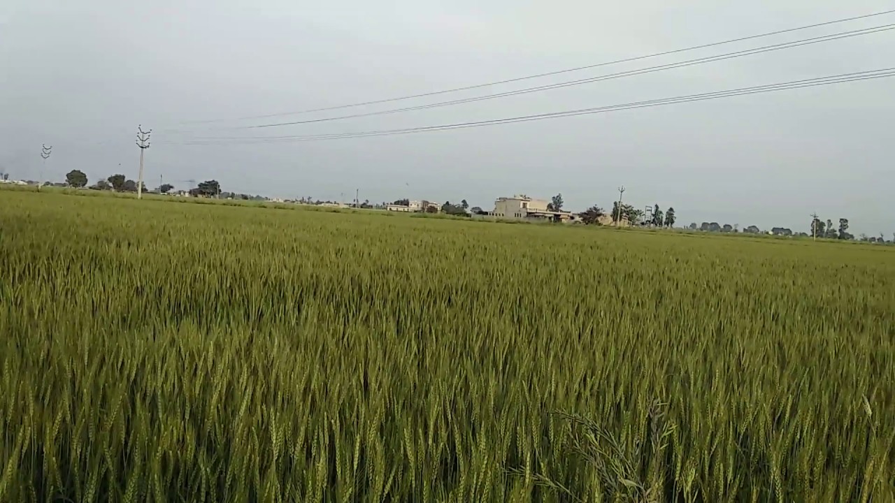 Opticswhy plants appear green? YouTube