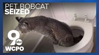 Family trying to save pottytrained pet bobcat's life