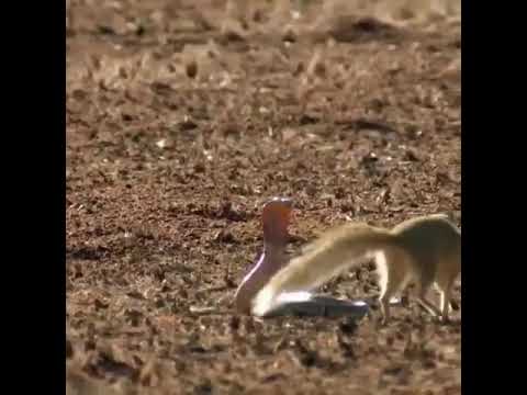 Nguchilo Na Nyoka Aina Ya Cobra